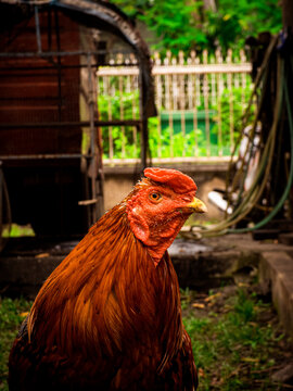 rooster in the farm