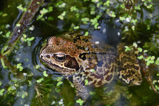 Common frog in water Hampshire England