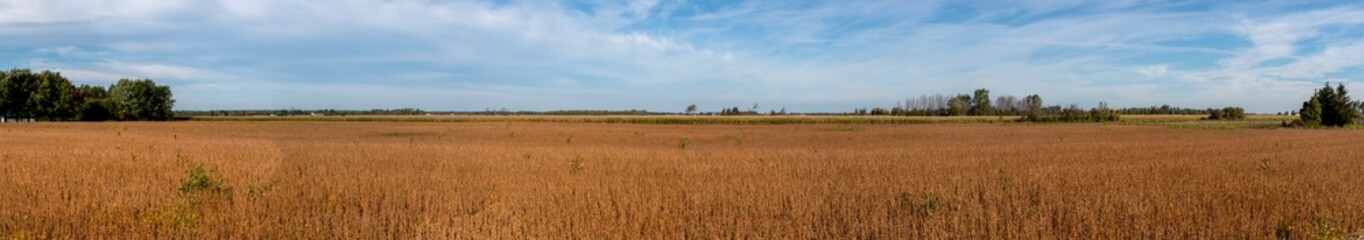 Panoramic view of soybean field at the end of summer in southern Quebec