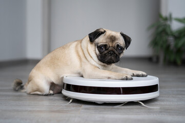 a pug dog lies or sits on a robot vacuum cleaner