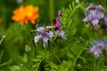 bee on a flower