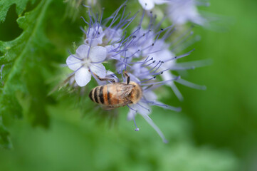 bee on a flower