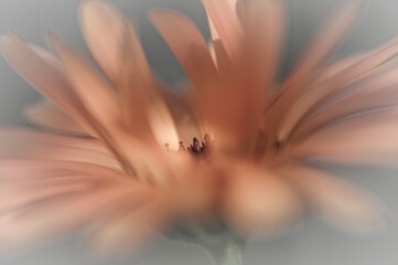 Fototapeta premium close up of a flower