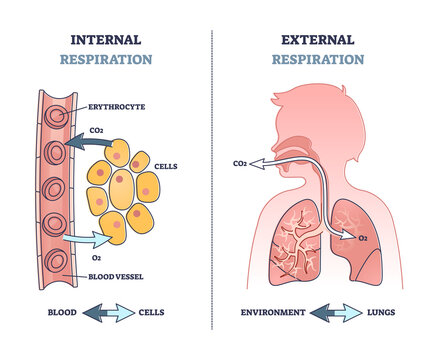 Internal vs external respiration system with air exchange outline diagram. Labeled educational breathing with oxygen in lungs and O2 in blood vessel from anatomical perspective vector illustration.