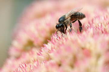 bee on flower