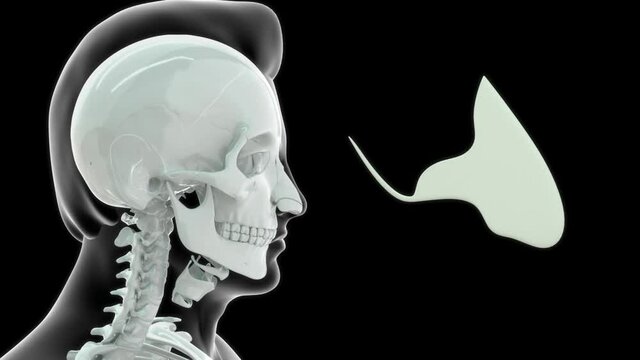 The septum is a bony and cartilaginous midline structure that provides structural integrity to the nose. 