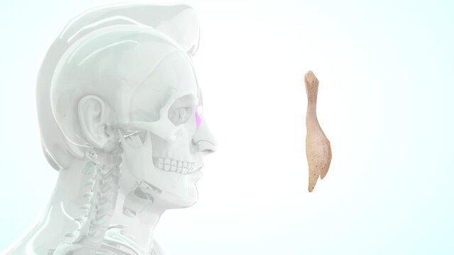 The nasal bones are two small, symmetrical oblong bones, each having two surfaces and four borders