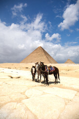 Horses in desert near pyramids in Giza, Egypt