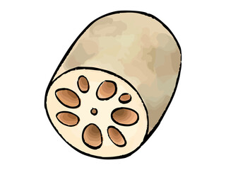 手描き　水彩風のレンコン　Lotus root watercolor vector illustration