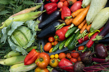 Harvest of vegetables