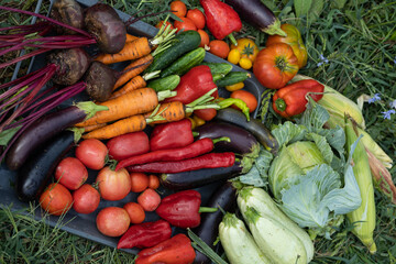 Harvest of vegetables