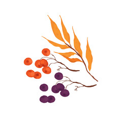 A branch of autumn leaves and berries. Hello autumn. Autumn decorative design. Isolated vector colorful element on a white background. 