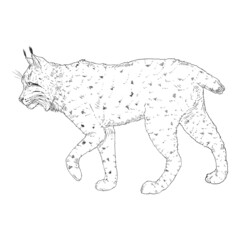 Vector Sketch Lynx Side View Illustration