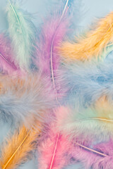 abstract background with soft colorfull feathers. Flat lay with copy space