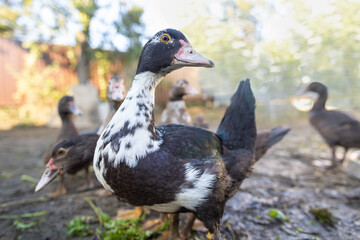 Ducks in a pen