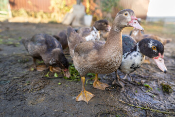 Ducks in a pen