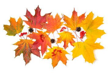 Autumn composition. Autumn maple leaves, cones and rowan clusters on a white background. Flat lay, top view, copy space.