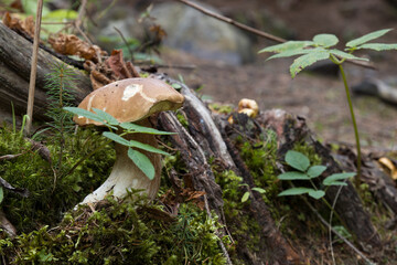 mushrooms grow near the stump