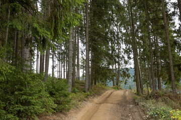 road in the mountains in the spruce forest