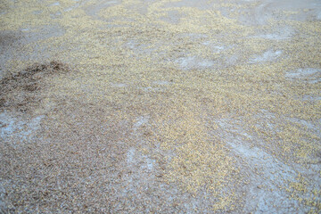 A good harvest of soybeans in autumn