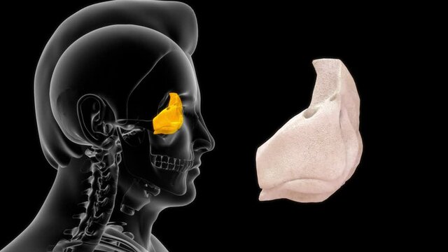 Ethmoid Bone The ethmoid bone is an unpaired bone in the skull that separates the nasal cavity from the brain.