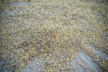 A good harvest of soybeans in autumn