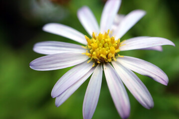 Obraz premium 野菊