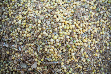 A good harvest of soybeans in autumn