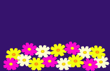 Cosmos flower petals background.