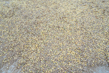 A good harvest of soybeans in autumn