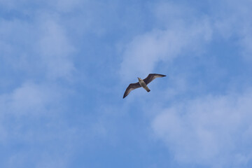 Fototapeta premium Majestic seabird flying with full length wings open with beautiful beautiful blue sky with some white cloud in the background