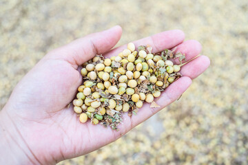 A good harvest of soybeans in autumn
