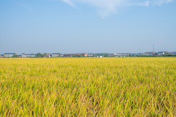 Autumn golden yellow rice field background material