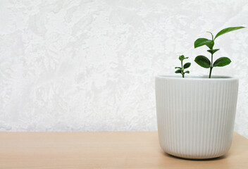 white pot with houseplant lemon stands on a wooden table against the background of a gray-white wall. The concept of minimalism. Houseplant care concept. Copy space
