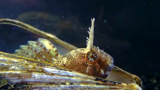 Tentacled blenny (Parablennius tentacularis), fish hiding in empty shells of mussels, Black Sea