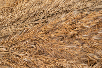 Branches of dry grass of brown color on a white background.