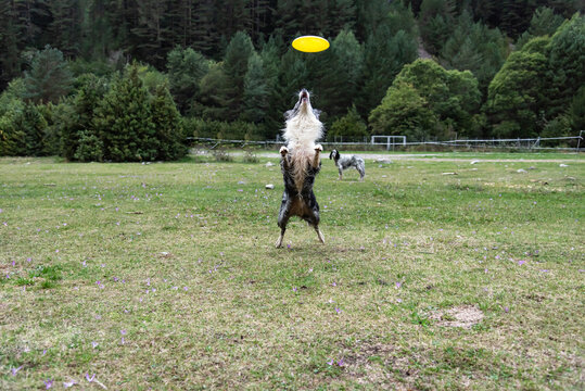 game with dog training in nature