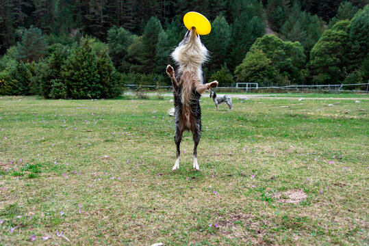 game with dog training in nature