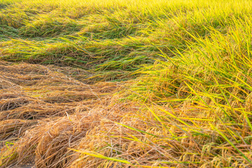 Autumn golden yellow rice field background material