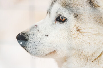 White husky close up from the side.