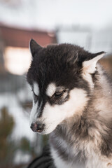 Portrait cute husky puppy looking down close-up in winter