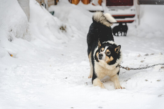 Cute dog is happy in winter snowy weather.