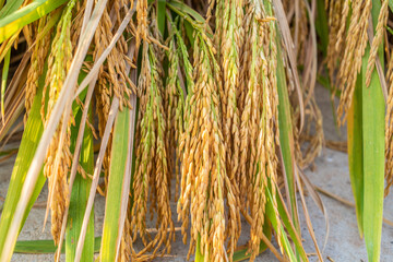Autumn ripe rice grain background material