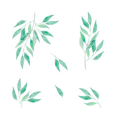 Watercolor botanical set with eucalyptus branches and leaves on white background. Hand drawn isolated collection with eucalyptus greenery for wedding decoration, logo, prints and textile.