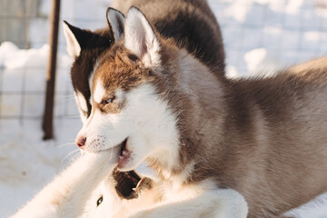 Two husky puppies fighting each other in winter sunny