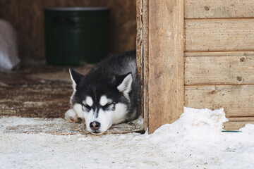 Cute husky puppy sleeping behind a wooden wall in winter © R