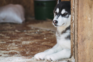 Cute husky puppy will hide behind a wooden wall in snowy