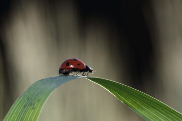 ladybird on grass blade