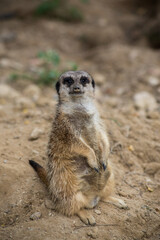 Portrait of pregnant meerkat standing on the land