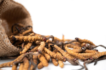 Closeup of Ophiocordyceps sinensis or mushroom cordyceps in Brown sack bag on isolated background. Medicinal properties in the treatment of diseases. National organic medicine.